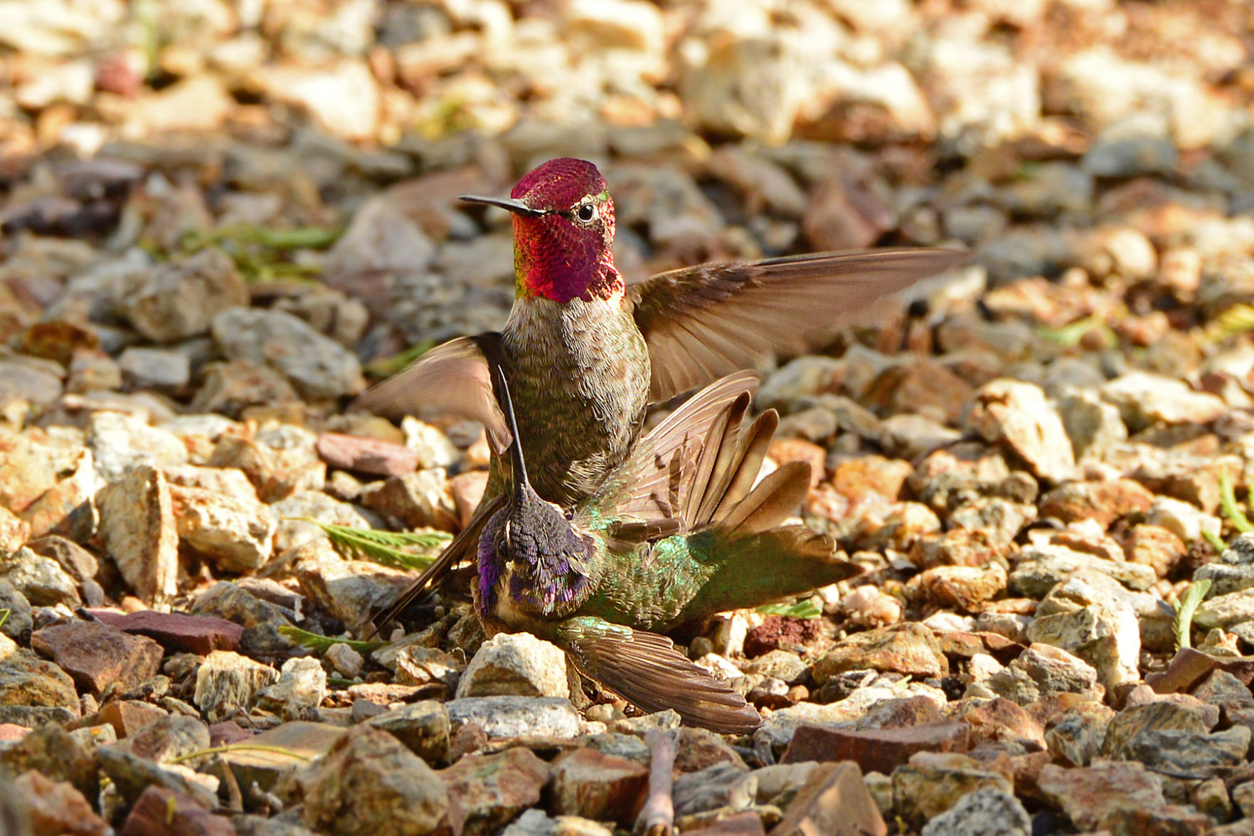 Hummingbirds